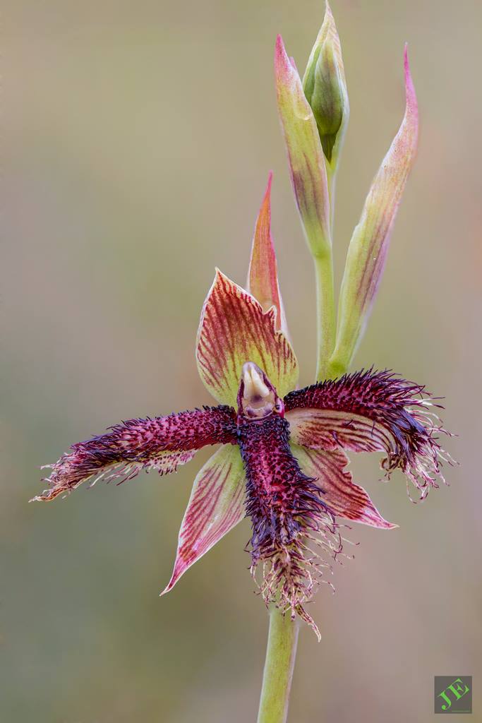 photograph of Purple Beard Orchid (Calochilus platychila)